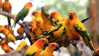 Sun Conure Parrot  Documentary  4K Ultra HD [upl. by Aileme447]