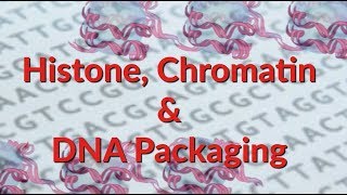 Histone  Chromatin  Nucleosome  DNA Packaging [upl. by Nrublim]