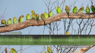 Budgie Sounds The calls of wild budgerigars parakeets in outback Australia [upl. by Ahsitniuq]