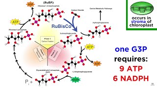 Photosynthesis Light Reactions and the Calvin Cycle [upl. by Nancee950]