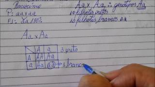 SOLUCIONANDO QUESTÃO DETERMINAÇÃO DO GENÓTIPO GENÉTICA  Angelo Vieira [upl. by Orrocos]