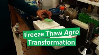 Transforming Agrobacterium by the freeze thaw method [upl. by Irallih]