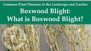 What is Boxwood Blight [upl. by Mccully]