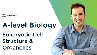 Eukaryotic Cell Structure amp Organelles  Alevel Biology  OCR AQA Edexcel [upl. by Prosperus]