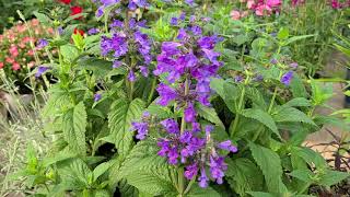 Nepeta Neptune Catmint  Exciting New Colorful COMPACT amp Easy to Grow Perennial [upl. by Halbeib350]