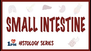 Small Intestine Histology [upl. by Sylvan348]