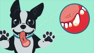 Oratene Pet Oral Care [upl. by Merceer]