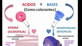 ARTEFACTOS EN HISTOLOGÍA [upl. by Nylemaj20]