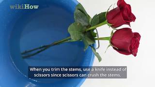 How to Keep Roses Fresh [upl. by Iegres]