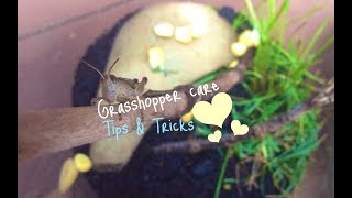 Grasshopper Care Tips and Tricks [upl. by Zedecrem200]