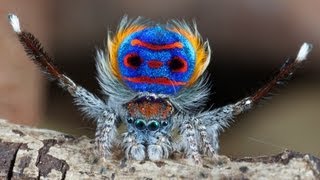 Peacock Spider 7 Maratus speciosus [upl. by Marler814]