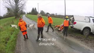 Chasse au sanglier en Dordogne [upl. by Lovell]