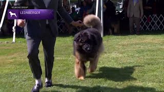 Leonbergers  Breed Judging 2021 [upl. by Etteragram]