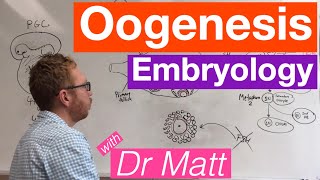 Oogenesis  Embryology [upl. by Nameloc]