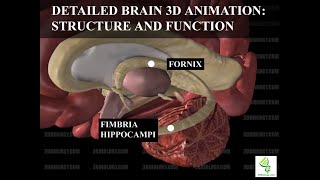 Human Neuroanatomy Detailed Brain 3D Animation  Structure and Function [upl. by Kalam]