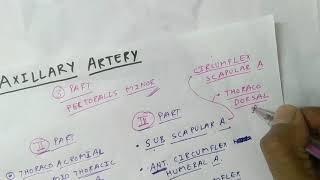 Axillary Artery Branches  Upper Limb Anatomy  TCML [upl. by Innavoij]