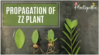 The Complete Guide To Propagation Of ZZ Plants At Home [upl. by Alilahk]