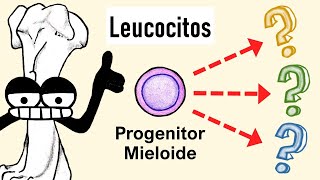 Células Mieloides  Granulocitos Monocitos Dendríticas [upl. by Ogirdor]