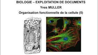 5 Le cytosquelette  Thème  Organisation fonctionnelle de la cellule [upl. by Grail]