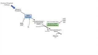 Purine Synthesis and Salvage Pathway [upl. by Critta160]