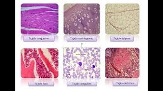 Capitulo 1 Tecnicas en Histología [upl. by Eardna]