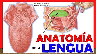 🥇 ANATOMÍA DE LA LENGUA ¡Explicación Fácil y Sencilla [upl. by Syman]