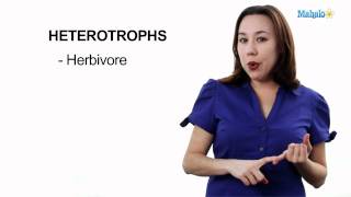 Learn Biology Autotrophs vs Heterotrophs [upl. by Peedsaj]