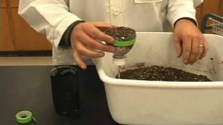 Planting Brassica rapa [upl. by Shivers]