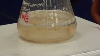 Synthesis of Acetanilide [upl. by Gibb]