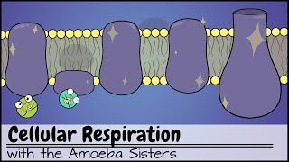 Cellular Respiration UPDATED [upl. by Powder]