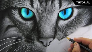 How to Draw Realistic Cat for BEGINNERS  Fur Drawing Technique [upl. by Llywellyn]