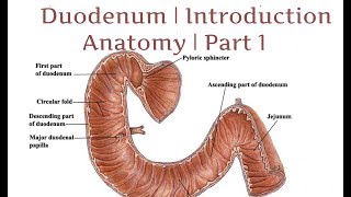 Duodenum  Introduction  Anatomy  Part 1 [upl. by Barolet]