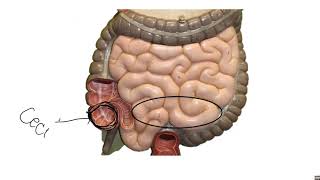 Respiratory amp Digestive Lab Exam Practice [upl. by Aurelio850]