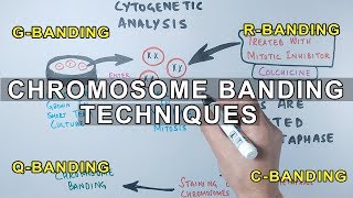 Chromosome Banding Techniques [upl. by Anoblav]