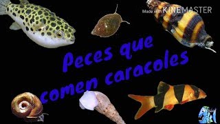 Peces que comen Caracoles [upl. by Letsirk]