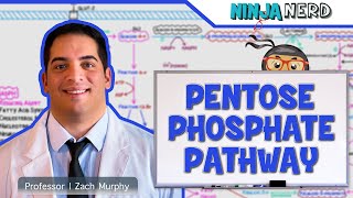 Metabolism  Pentose Phosphate Pathway [upl. by Earl]