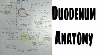 Duodenum Anatomy  1  Gastrointestinal Tract  TCML Anatomy [upl. by Isobel]