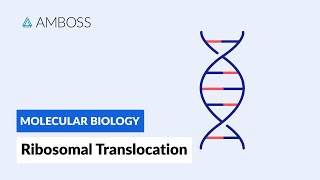 Ribosomal Translocation To the Endoplasmic Reticulum [upl. by Yesdnik173]