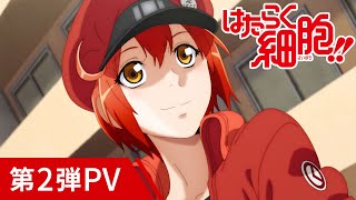 TVアニメ第2期「はたらく細胞」第2弾PV2021年1月9日放送開始！ [upl. by Asilet]