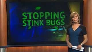 Stink Bugs Return How to Get Rid of Them [upl. by Michaelina]