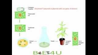 Agrobacterium tumefaciens Mediated Gene Transfer  Biotechnology biologyexams4u [upl. by Nosrettap390]