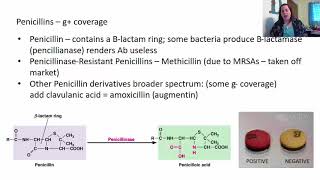 Chapter 20 Antimicrobial Drugs [upl. by Ciredor]