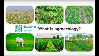 What is agroecology TABLE explainer video series [upl. by Alathia]