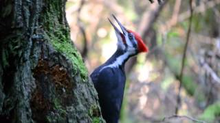 Pileated Woodpecker pecking and calling [upl. by Ardnoet]