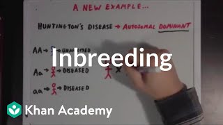 Inbreeding  Biomolecules  MCAT  Khan Academy [upl. by Nevetse]