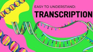 Protein Synthesis  Transcription [upl. by Nitsugua36]