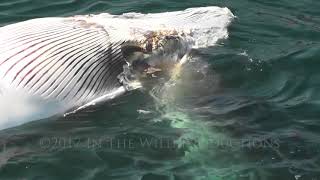 Great White Shark Eats Dead Whale [upl. by Goodspeed]