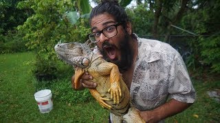 EATING IGUANA  Catching and Cooking Invasive Green Iguanas in Florida [upl. by Nyrrad]