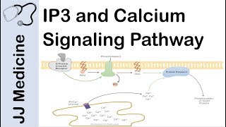 Inositol Triphosphate IP3 and Calcium Signaling Pathway  Second Messenger System [upl. by Colier]