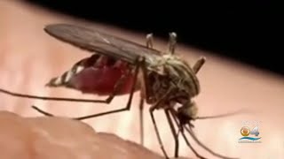 A Look At The Science Behind Mosquito Bites [upl. by Leggett843]